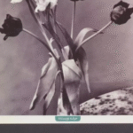 کتاب باغ واقعي اثر الن سیکسو 1404